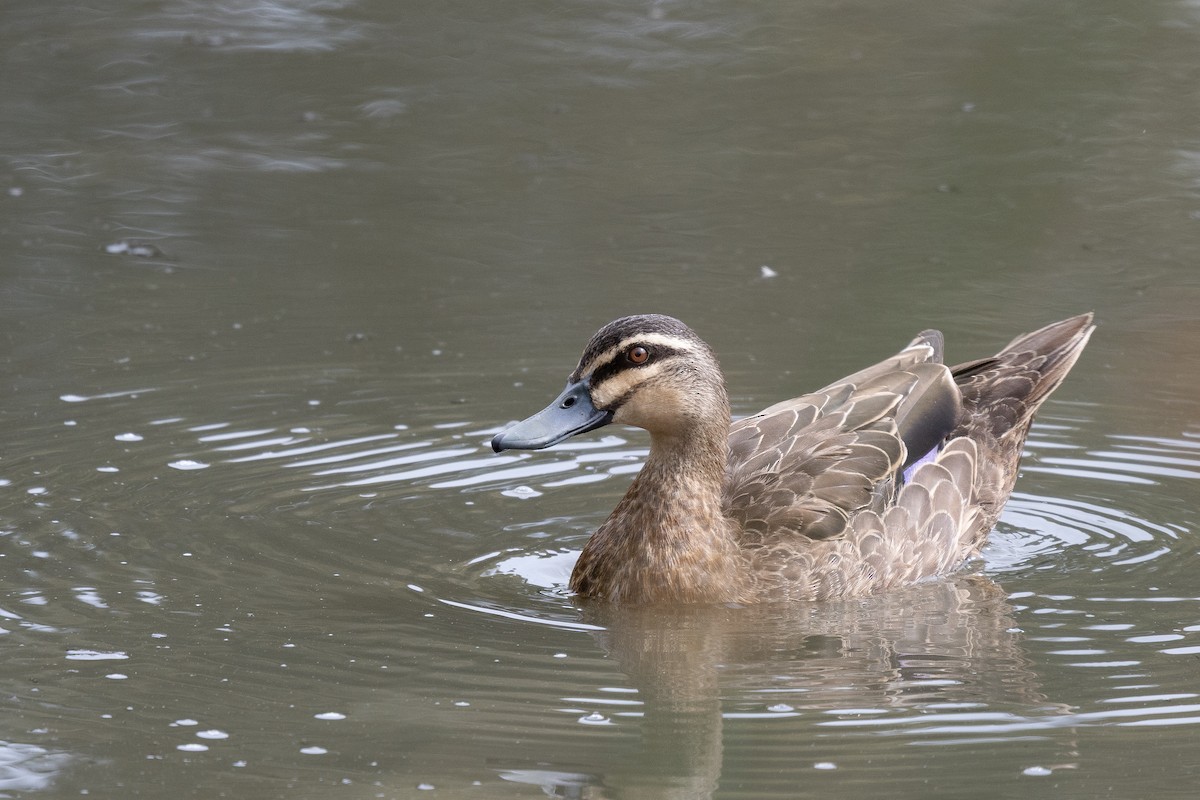Pacific Black Duck - ML646386417