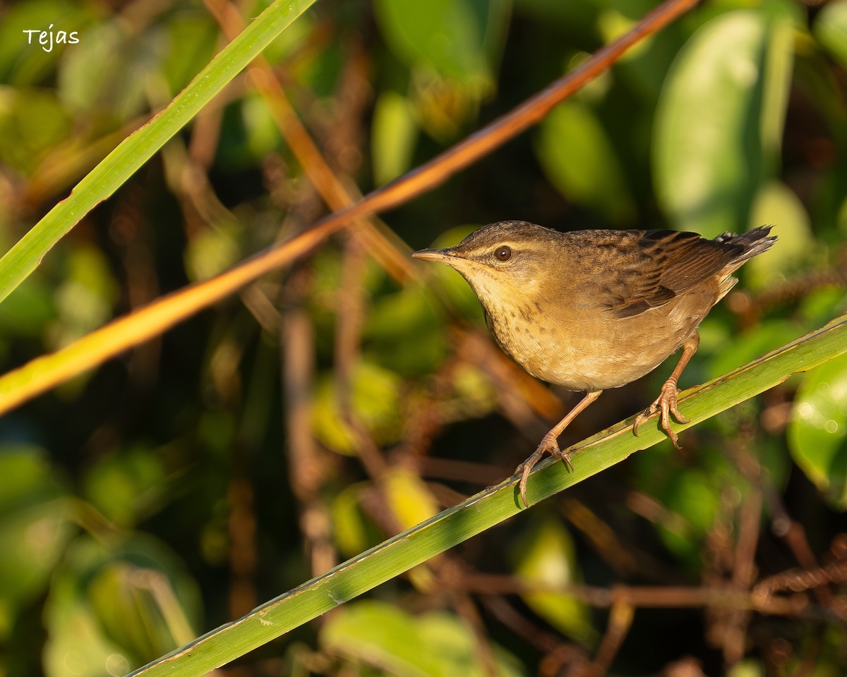 cvrčilka pruhovaná - ML646386419