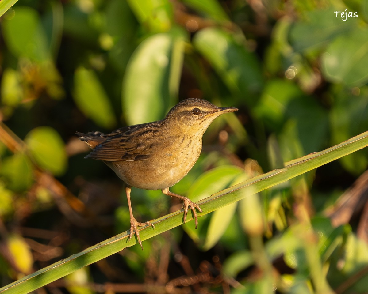 cvrčilka pruhovaná - ML646386420