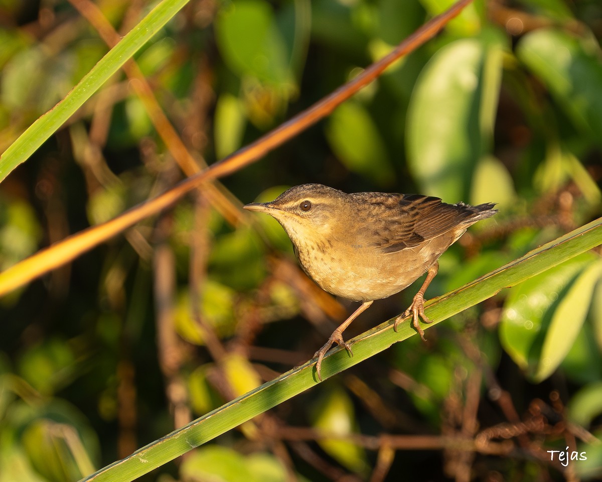 cvrčilka pruhovaná - ML646386421