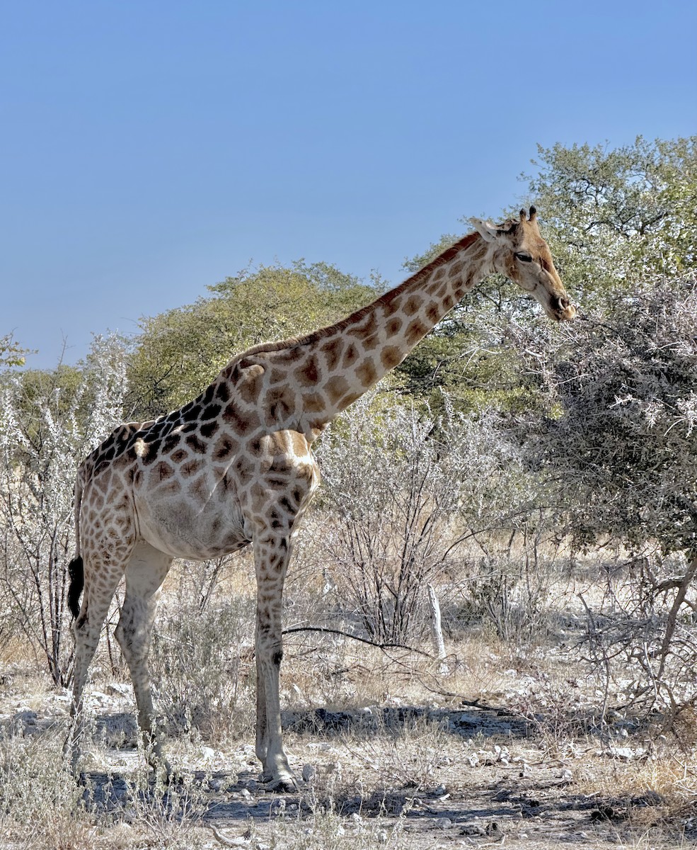 Animals - ML646386422