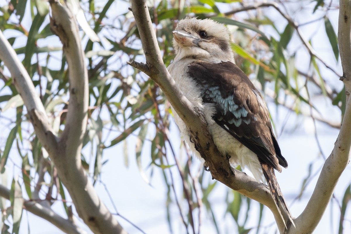 Laughing Kookaburra - ML646386423