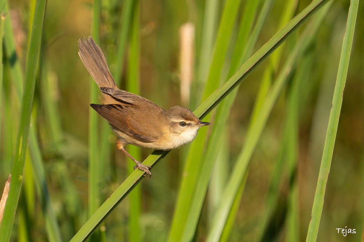 rákosník plavý - ML646386424