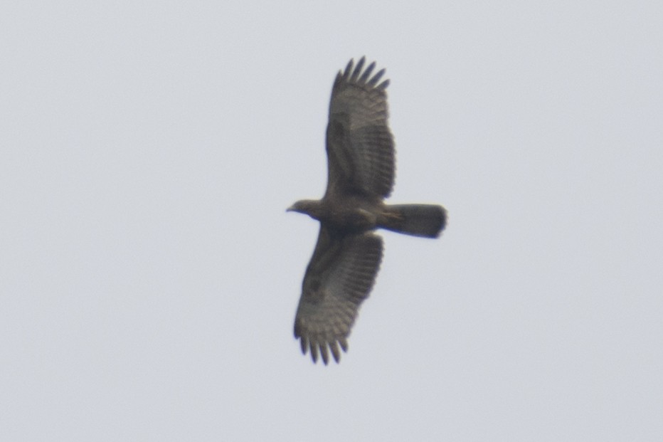 Oriental Honey-buzzard - ML646386425