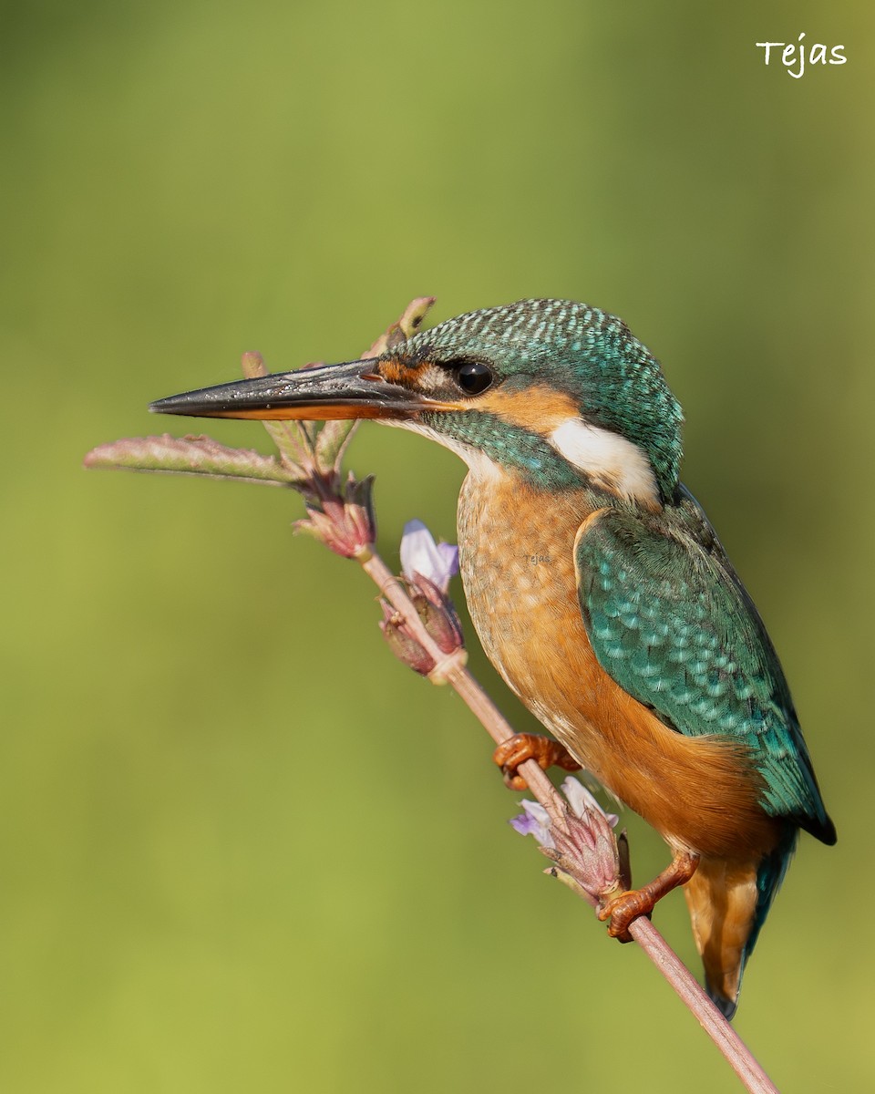 ledňáček říční - ML646386445