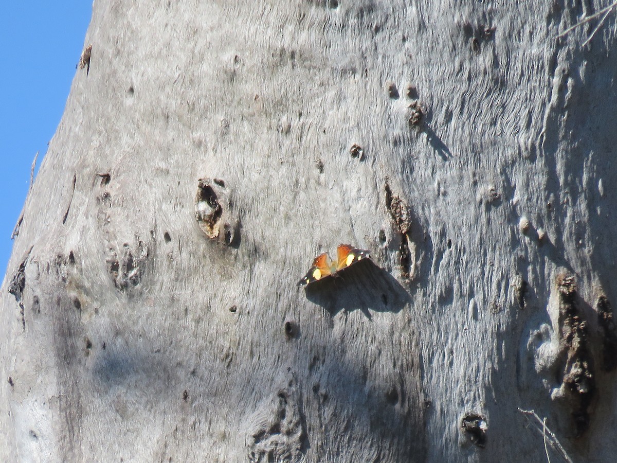 Yellow Admiral - ML646386446