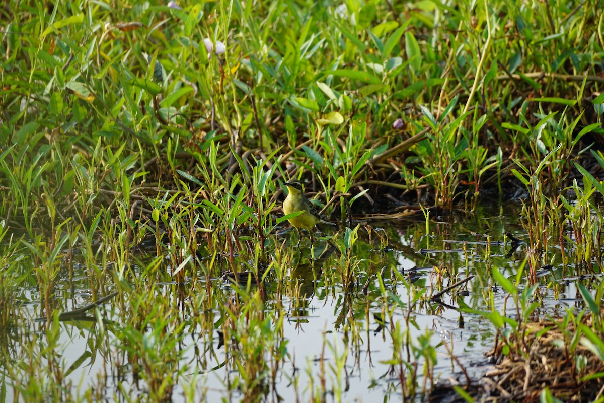 Eastern Yellow Wagtail - ML646386447