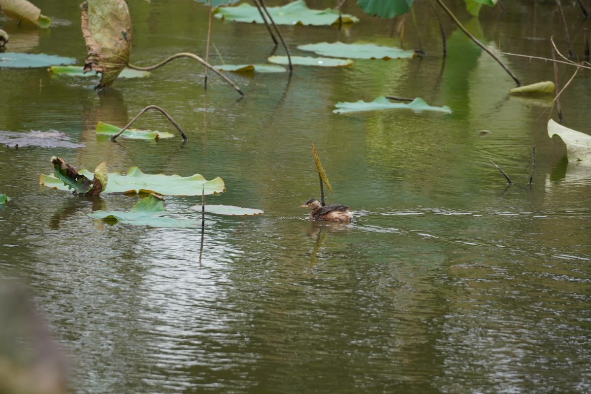 Little Grebe - ML646386448