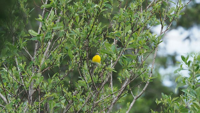 Yellow-breasted Chat - ML646386449