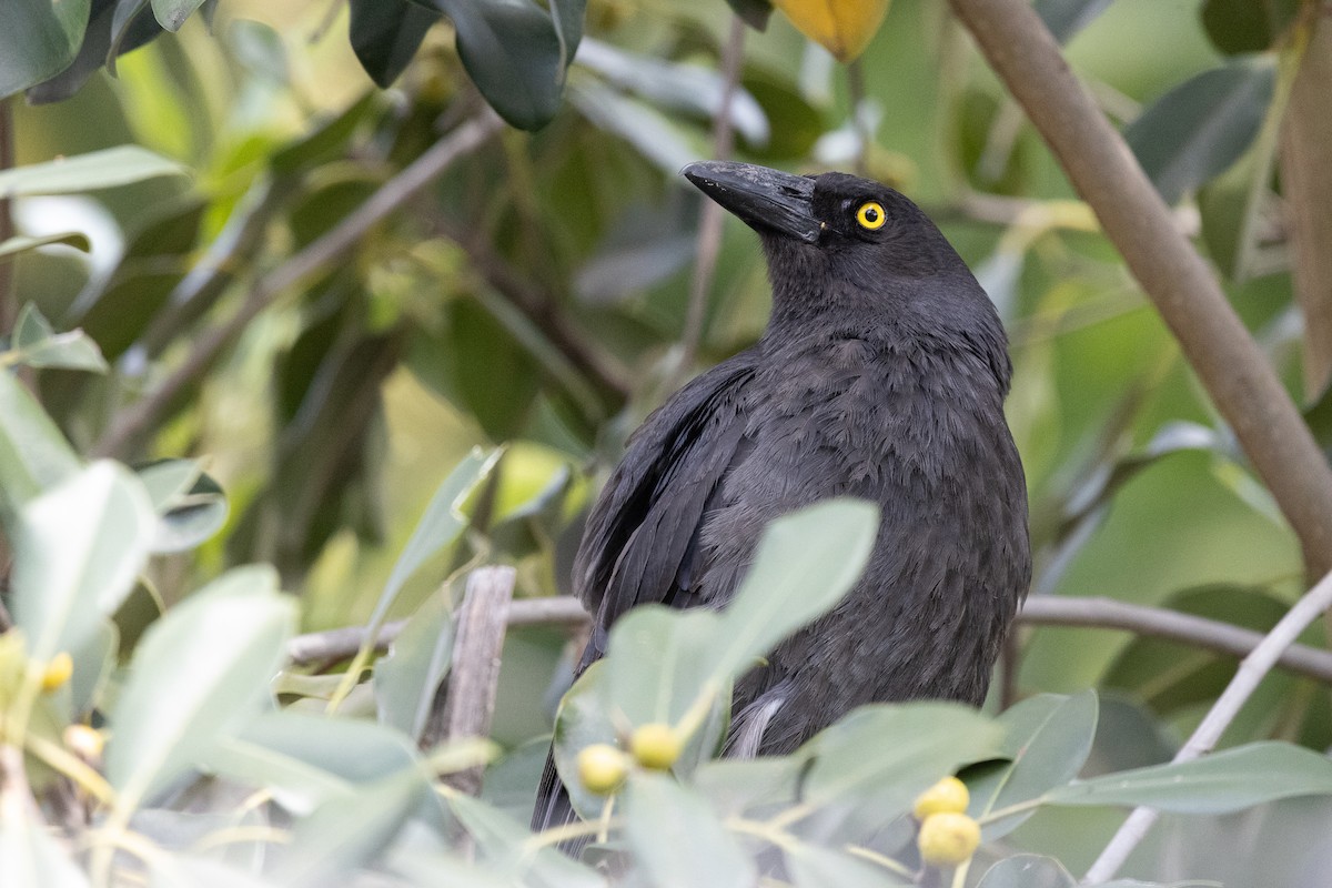 Pied Currawong - ML646386450
