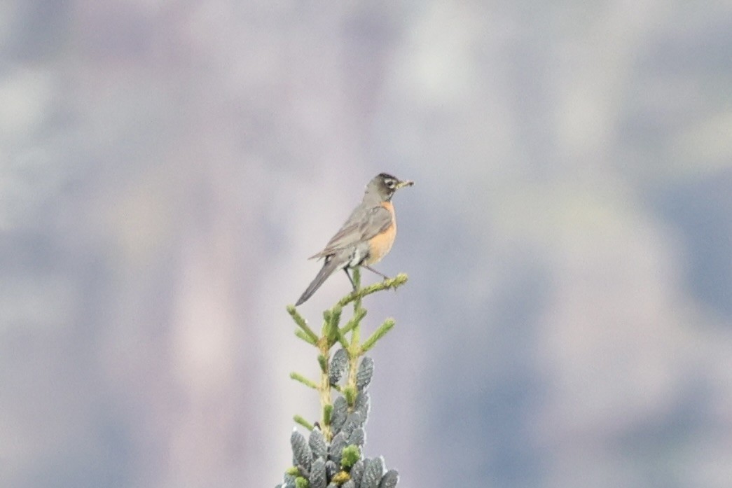 Странствующий дрозд - ML646386451