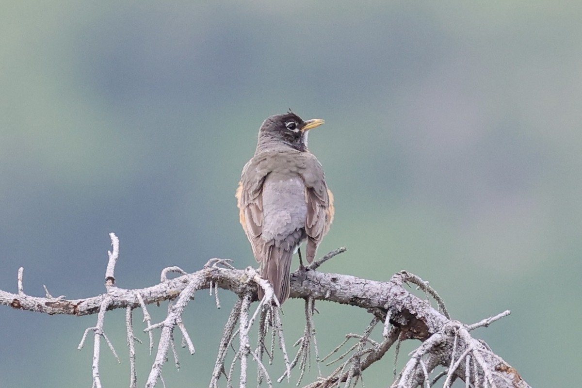 Странствующий дрозд - ML646386452