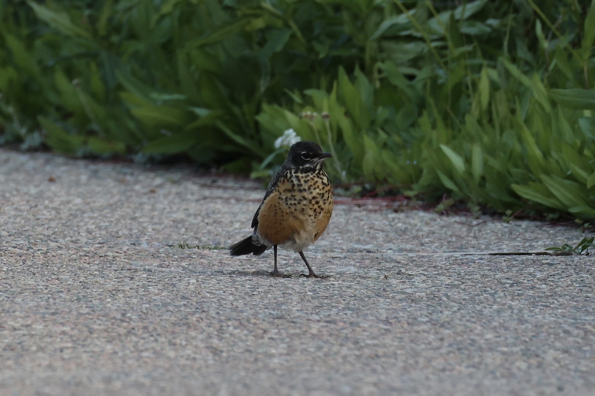 Странствующий дрозд - ML646386453