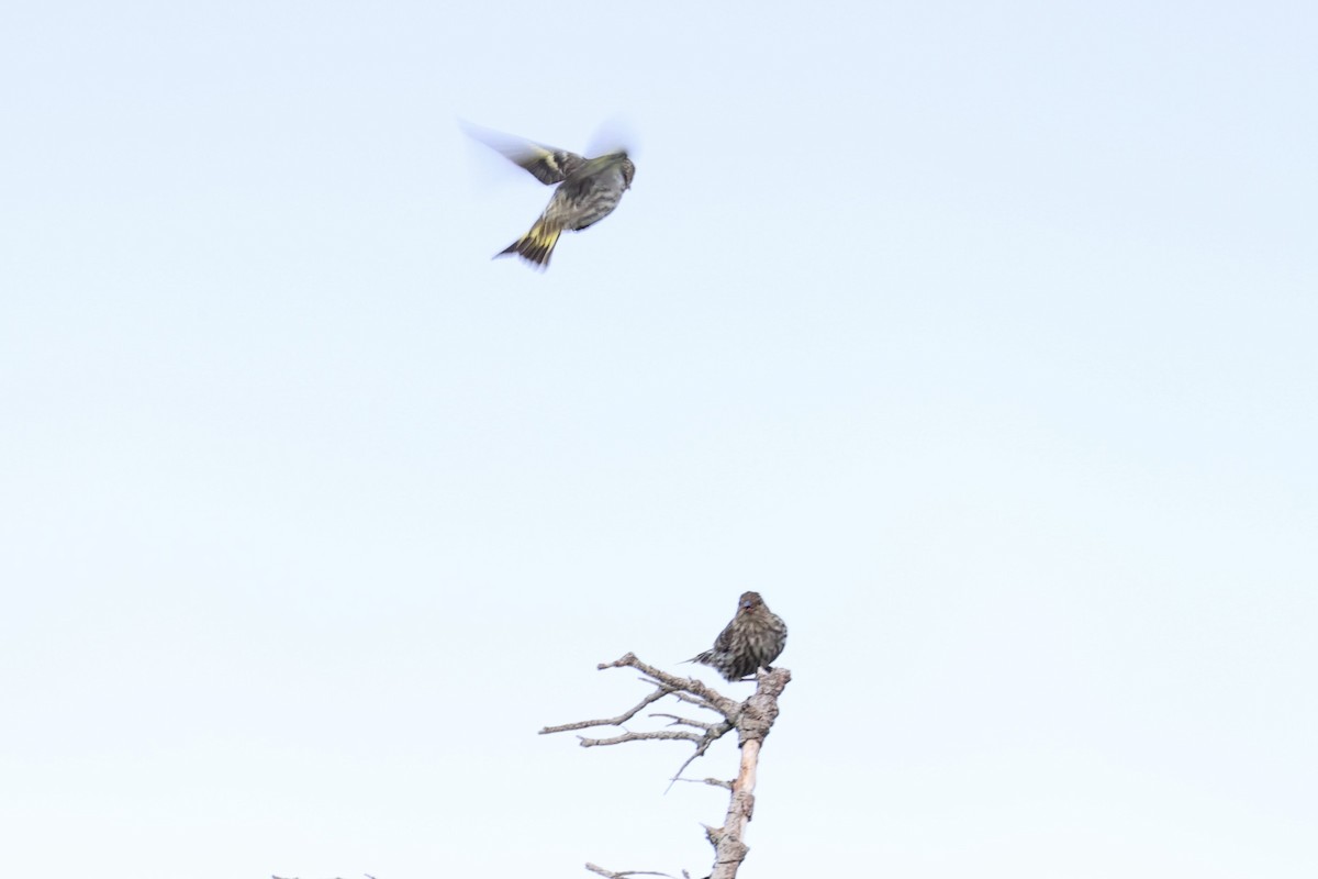 Pine Siskin - ML646386455