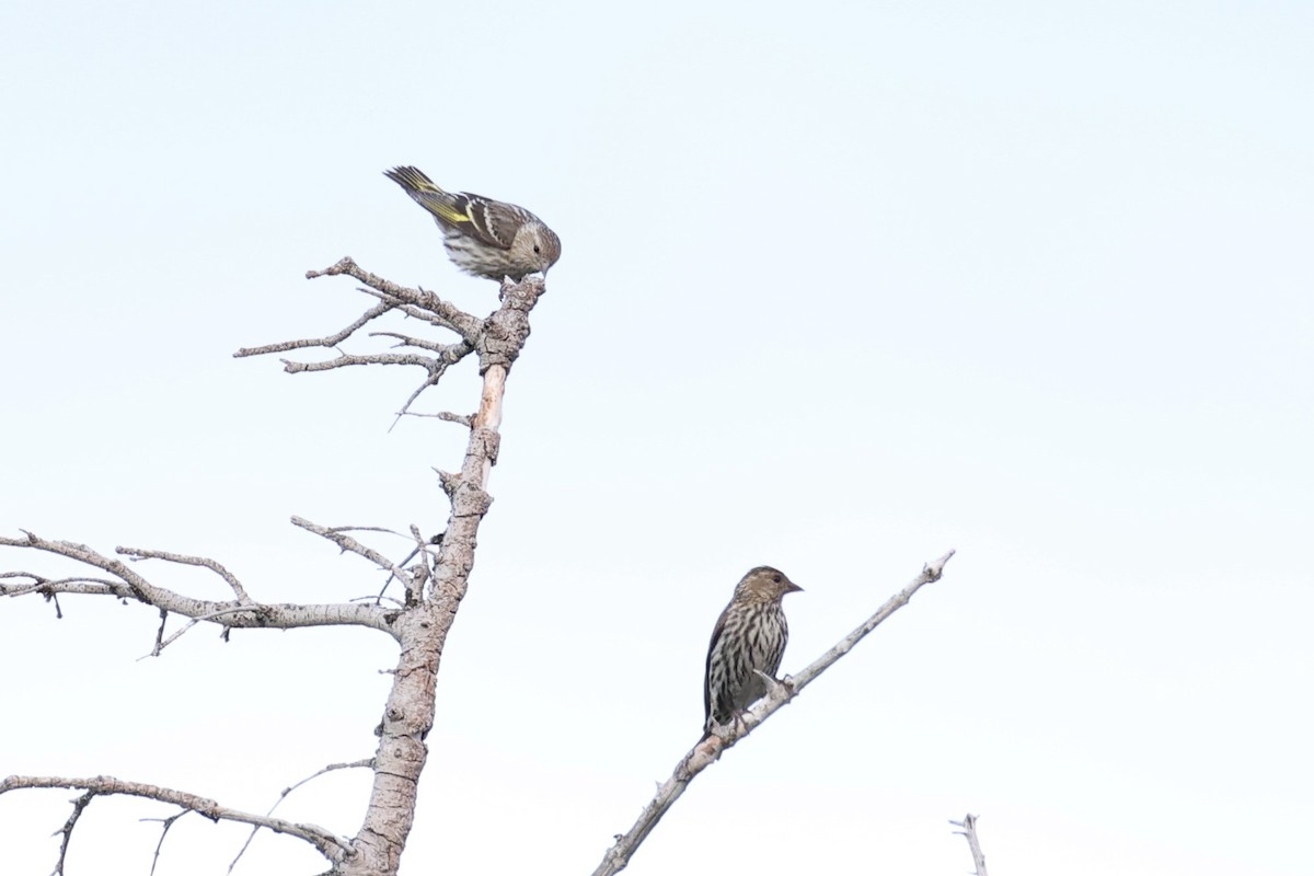 Pine Siskin - ML646386456