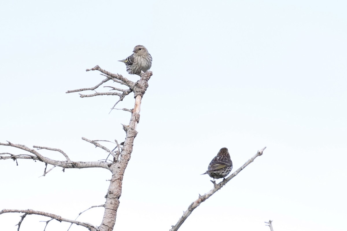 Pine Siskin - ML646386457