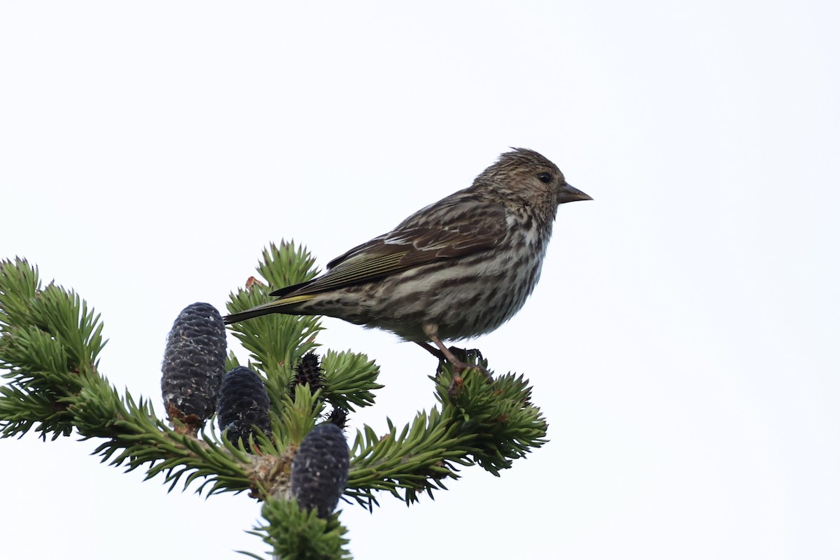 Pine Siskin - ML646386458
