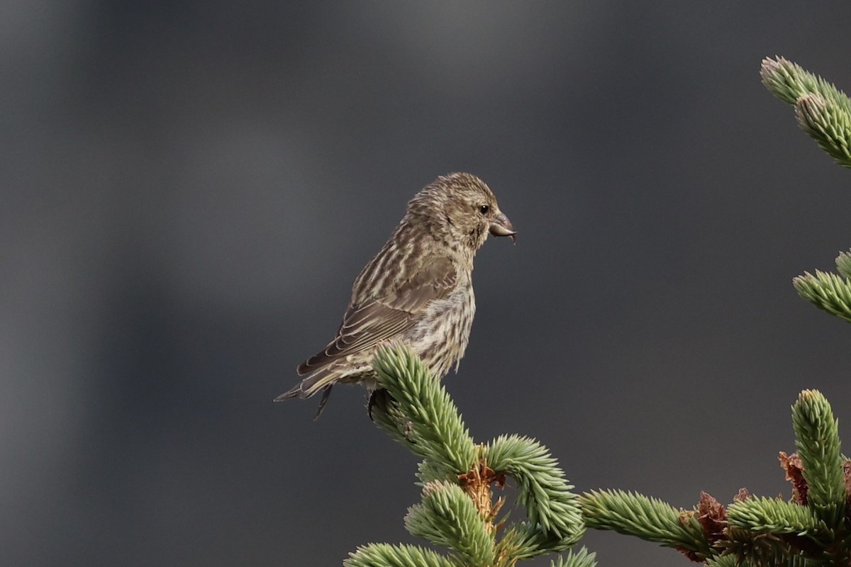 Red Crossbill - ML646386459