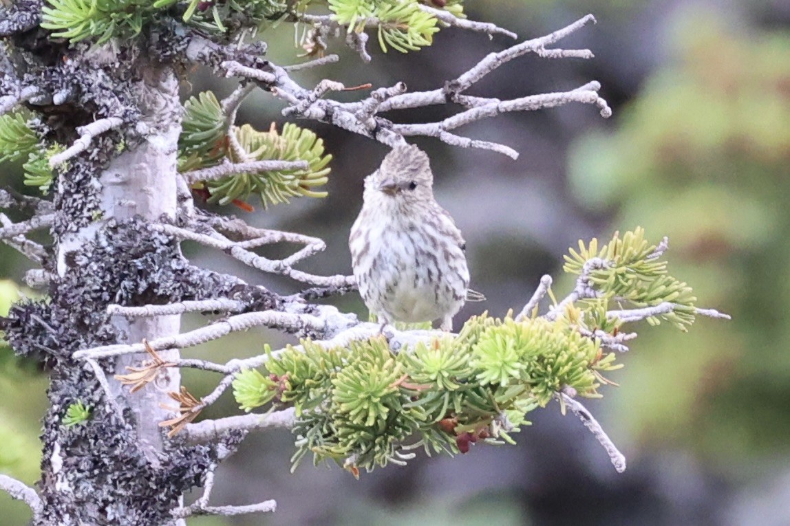 Pine Siskin - ML646386461