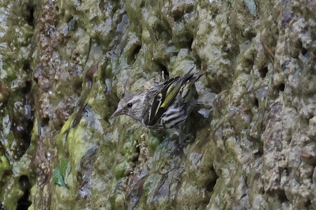 Pine Siskin - ML646386462