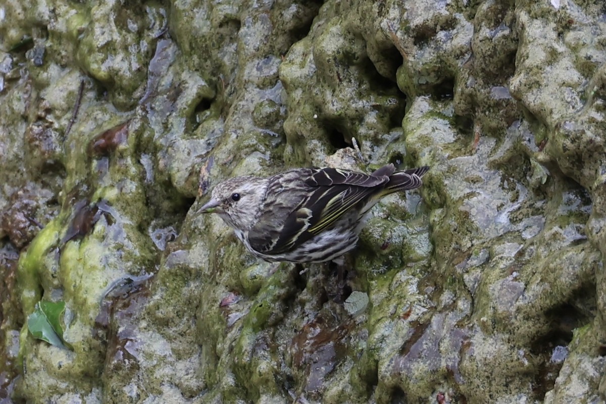 Pine Siskin - ML646386463