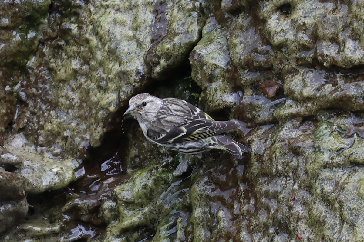 Pine Siskin - ML646386464