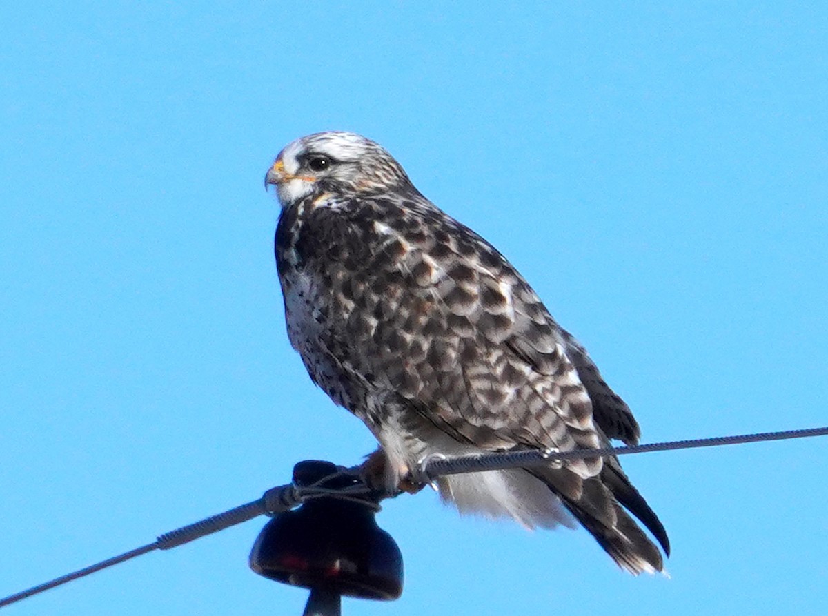 Rough-legged Hawk - ML646386468