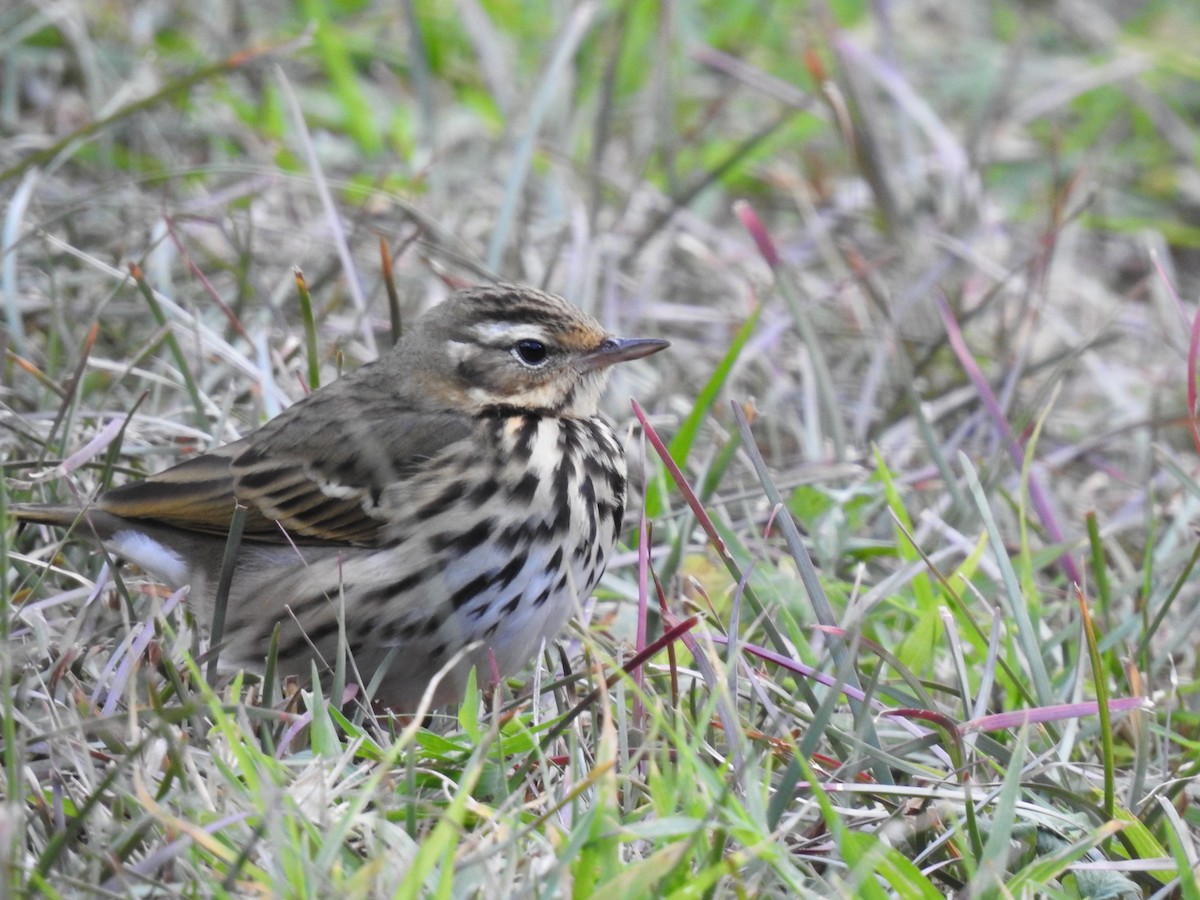 Бөртөт шийхнүүхэй - ML646386473