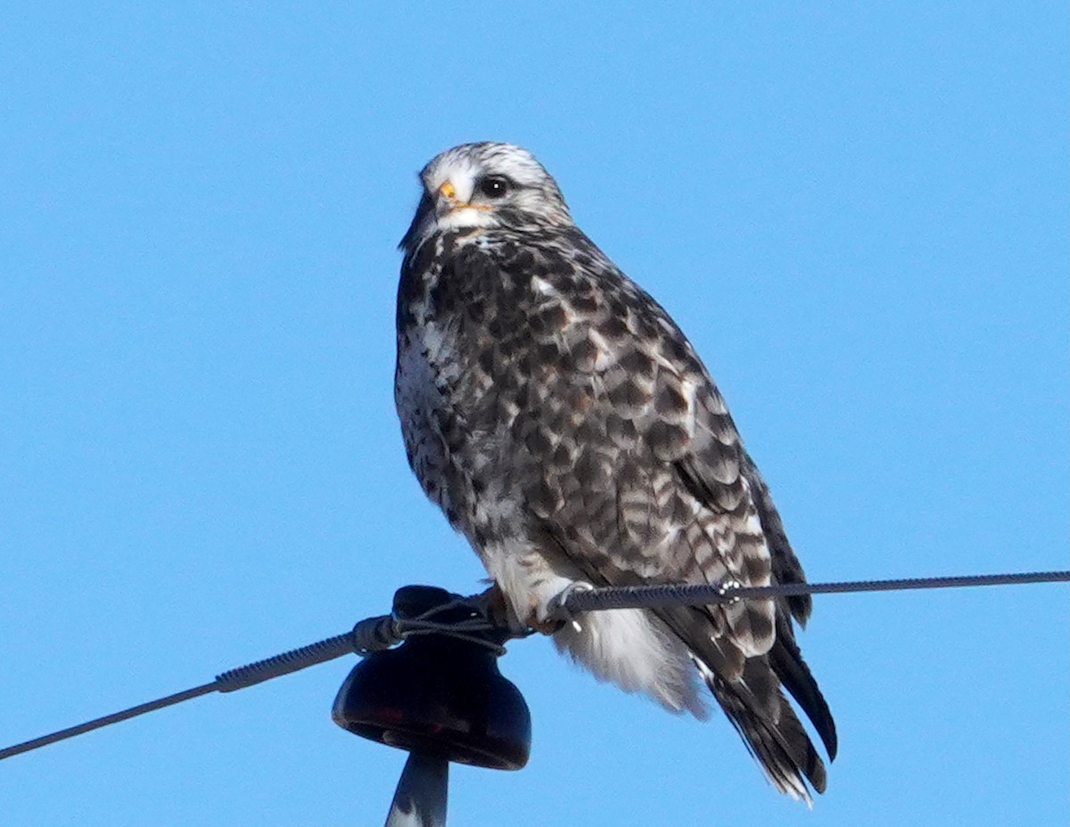 Rough-legged Hawk - ML646386476