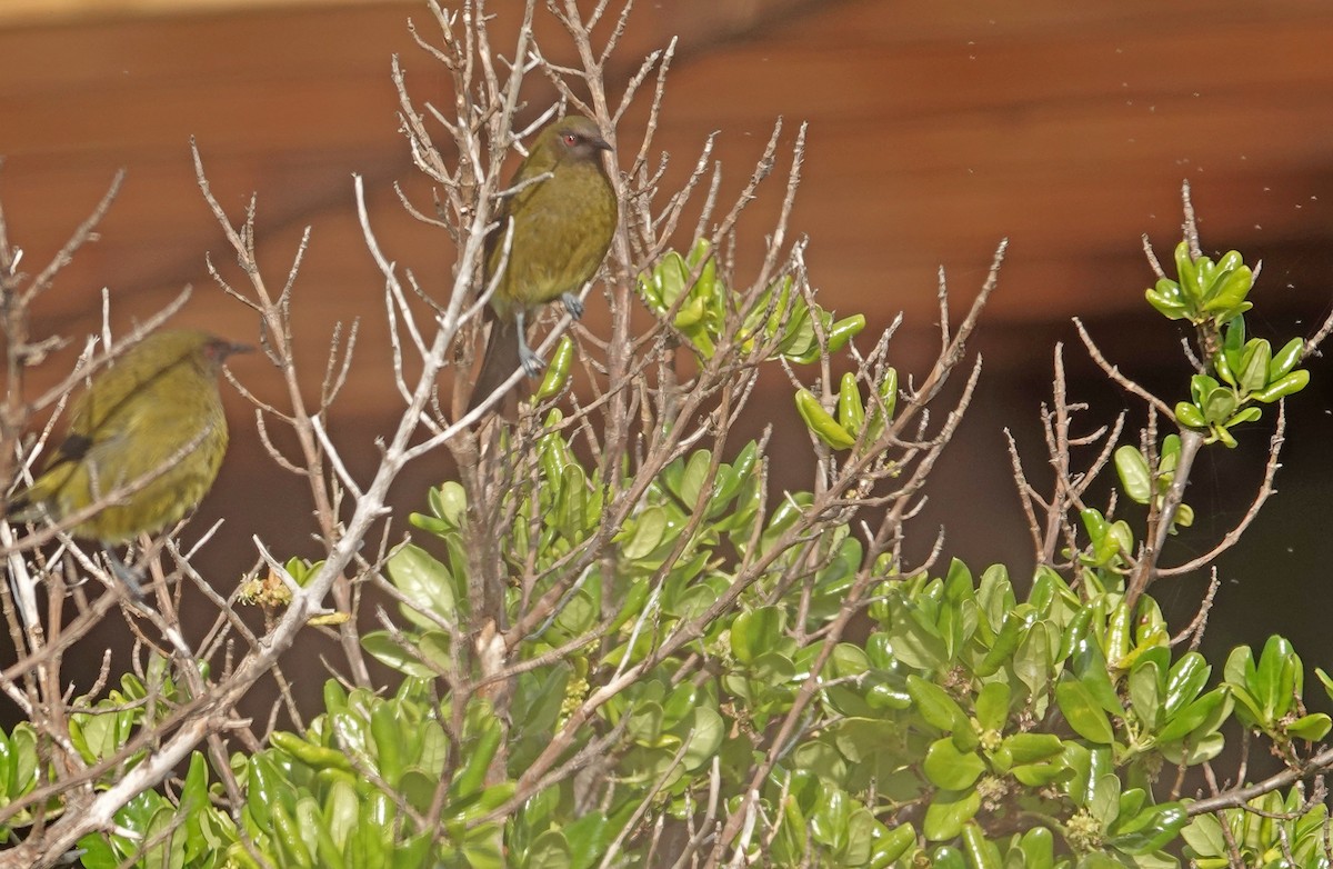 New Zealand Bellbird - ML646386478