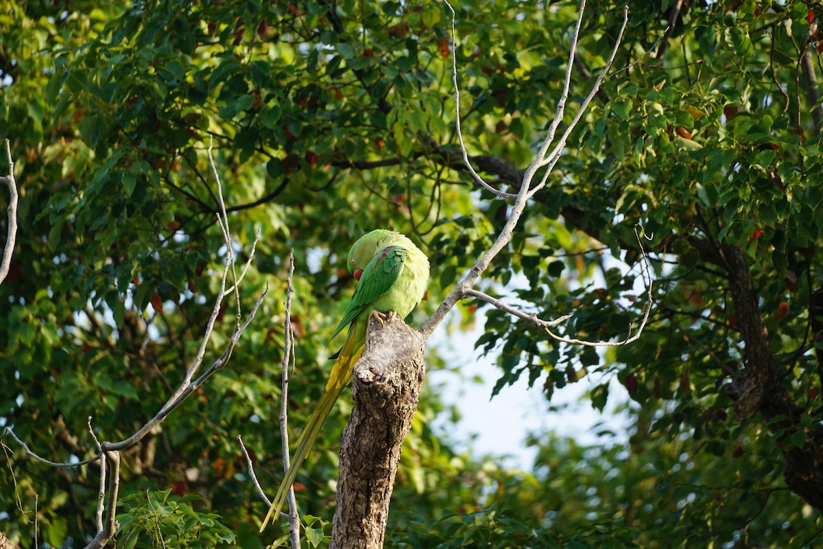 Alexandrine Parakeet - ML646386479