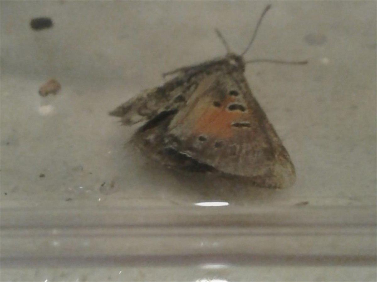 Grassland Copper - ML646386480