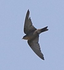 Red-throated Crag-Martin - ML646386483