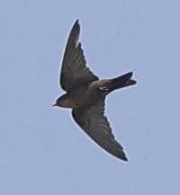 Red-throated Crag-Martin - ML646386484