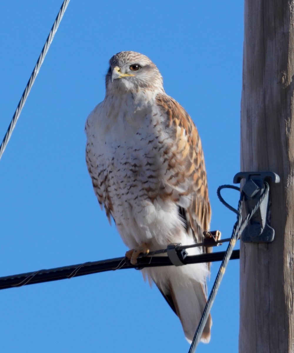 Ferruginous Hawk - ML646386485