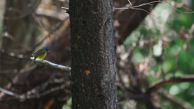 MacGillivray's Warbler - ML646386486