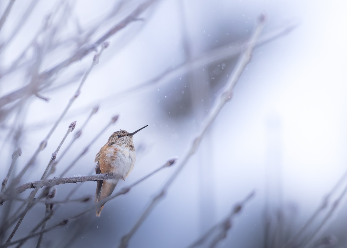 Rufous Hummingbird - ML646386489