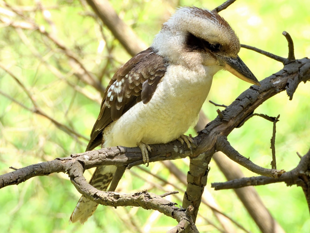 Laughing Kookaburra - ML646386491