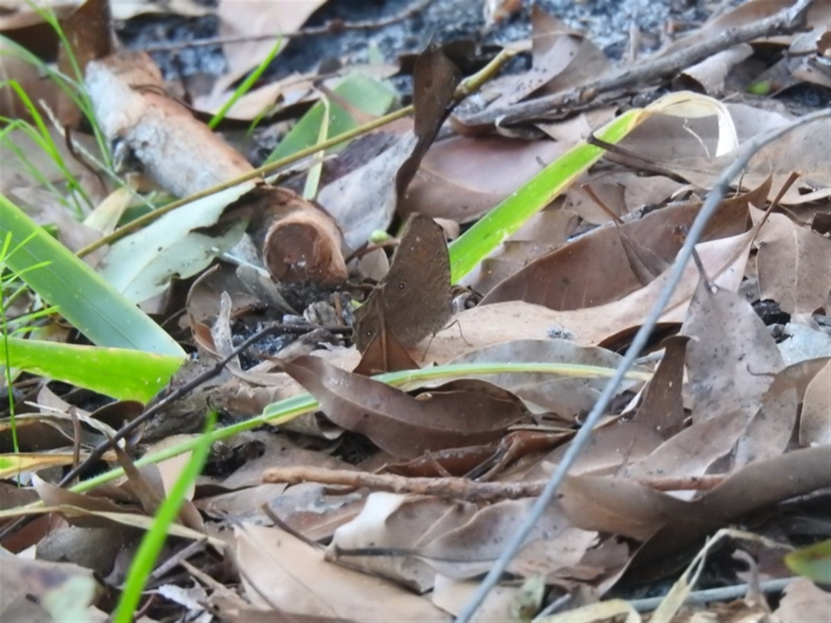 Common Evening Brown - ML646386495