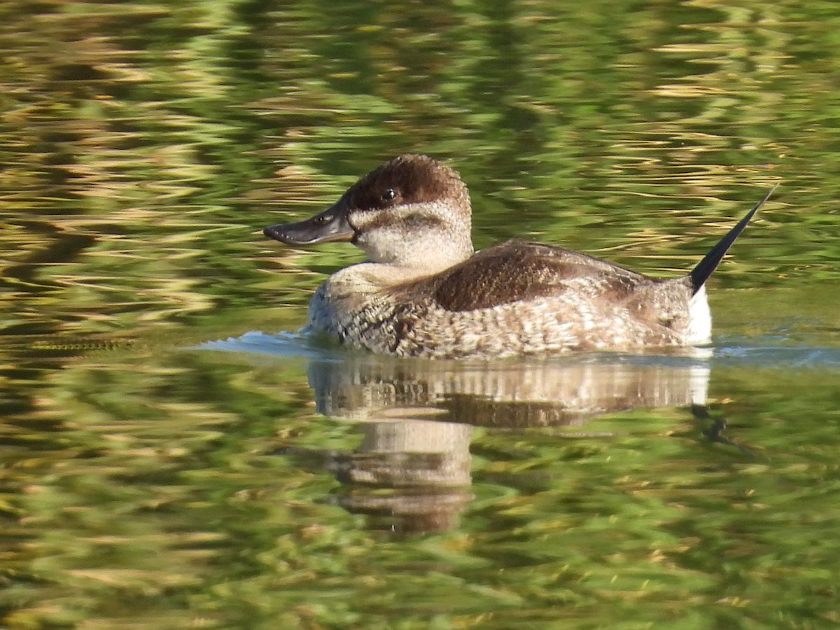 Ruddy Duck - ML646386496