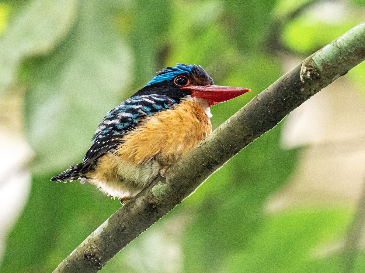 Banded Kingfisher - ML646386497