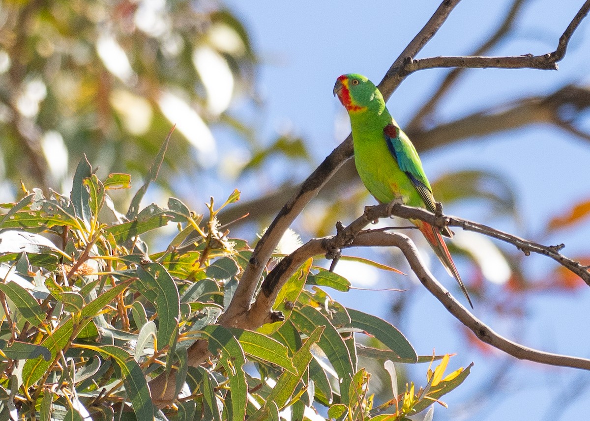 Periquito Migrador - ML646386498
