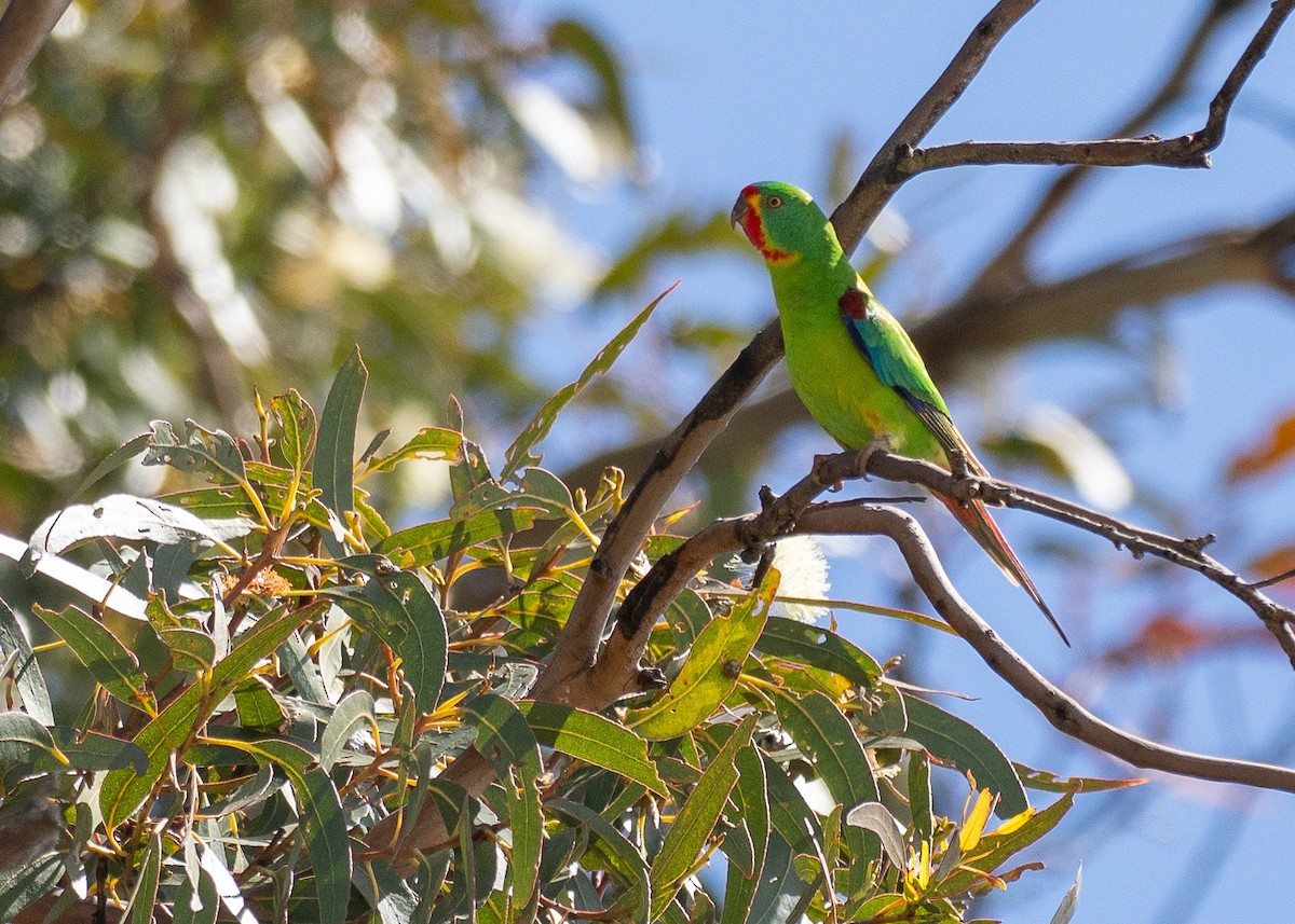Periquito Migrador - ML646386499