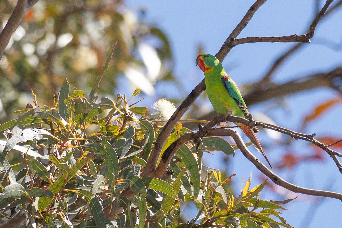 Periquito Migrador - ML646386500