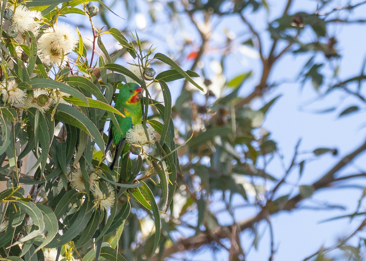 Periquito Migrador - ML646386501