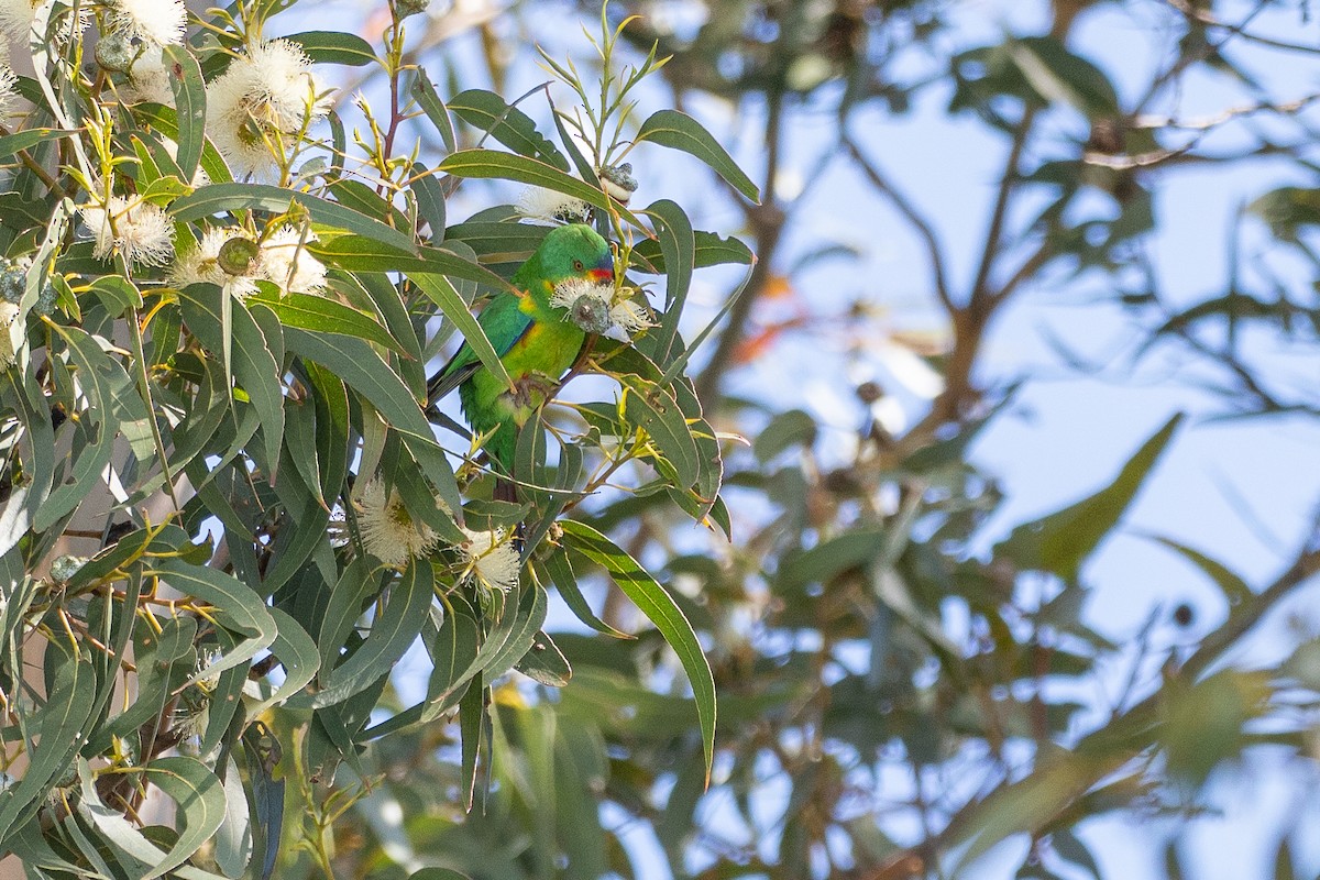 Periquito Migrador - ML646386502