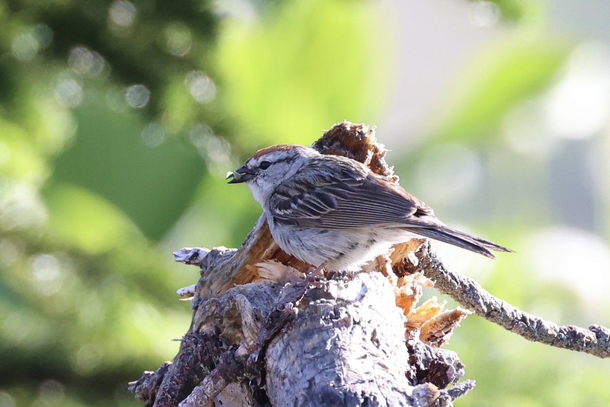 Chingolo Cejiblanco - ML646386508