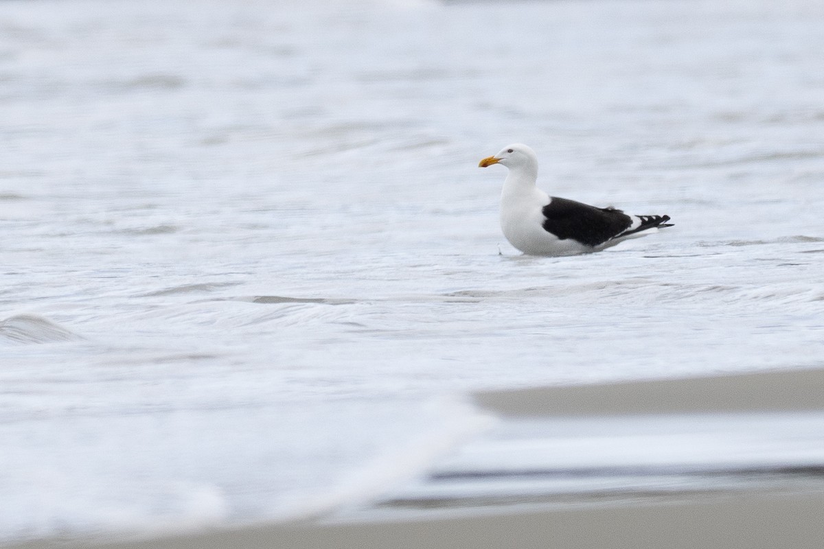 Kelp Gull - ML646386511