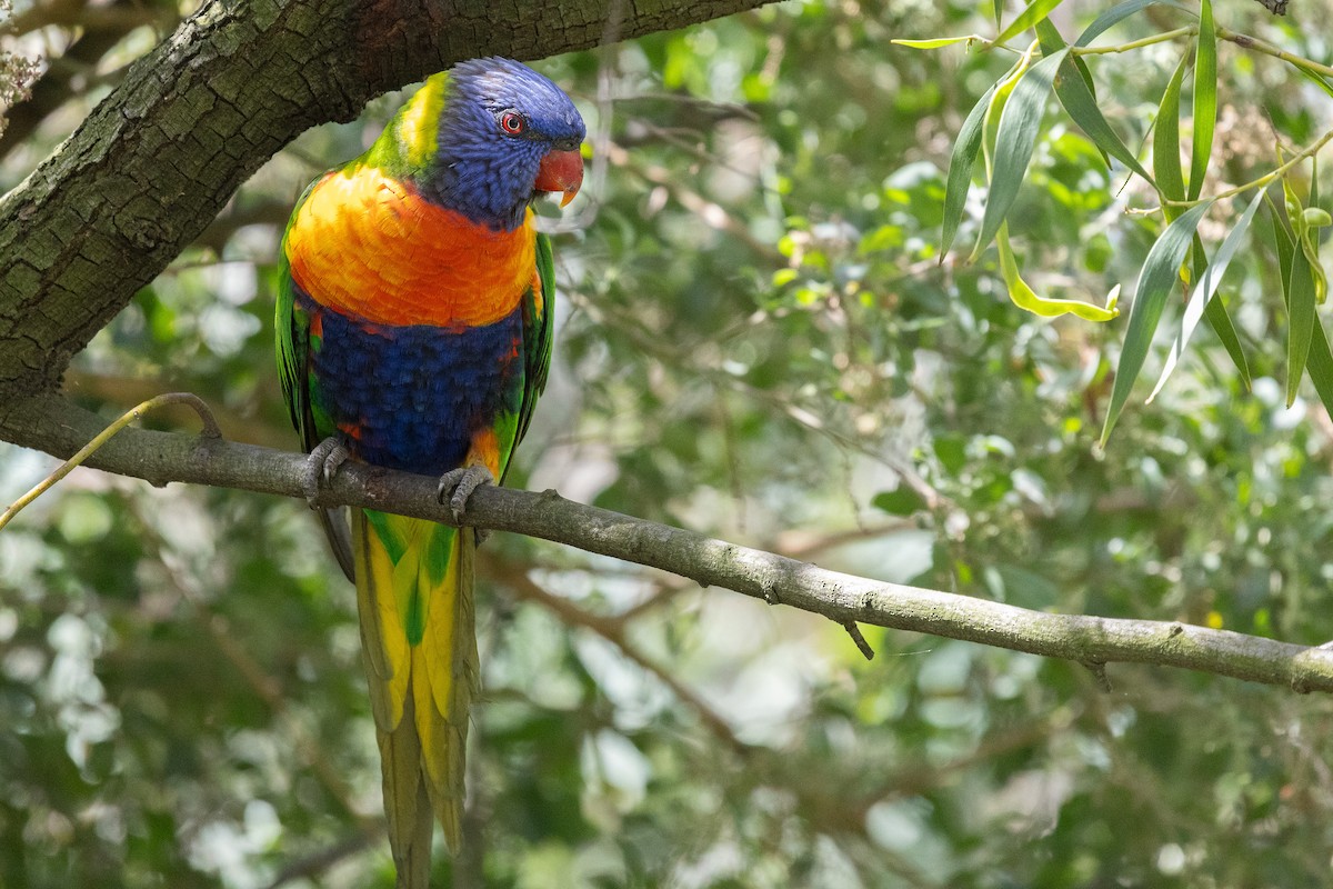 Rainbow Lorikeet - ML646386512