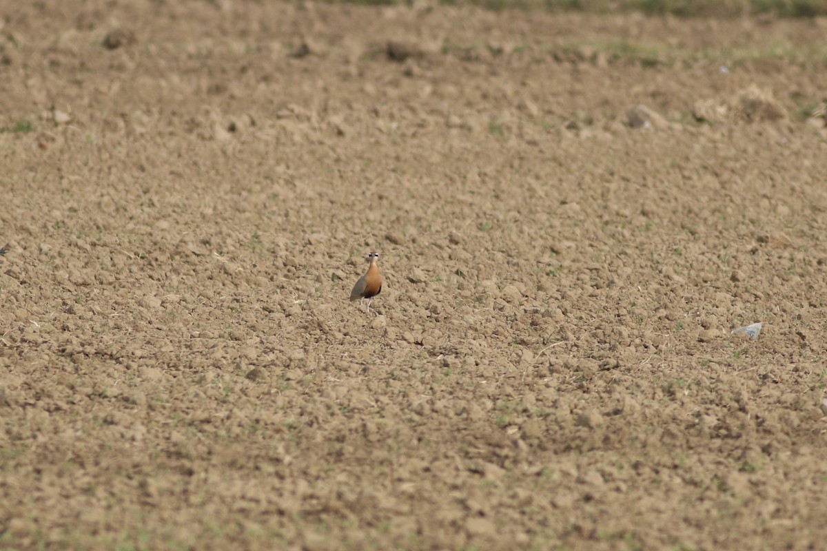 Corredor Indio - ML646386513